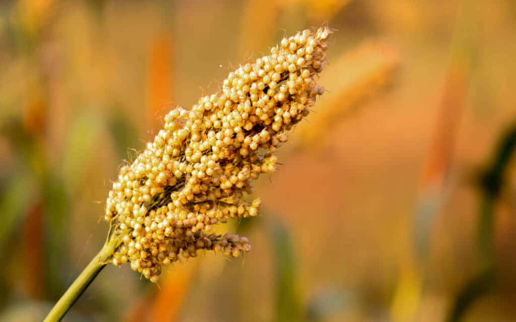 Jowar Sorghum Benefits Nutrition Recipes Healthifyme