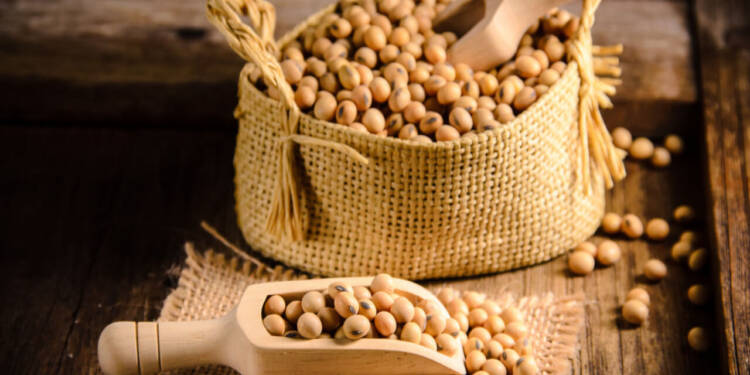 Soybean Benefits Nutrition Value Recipes Healthifyme