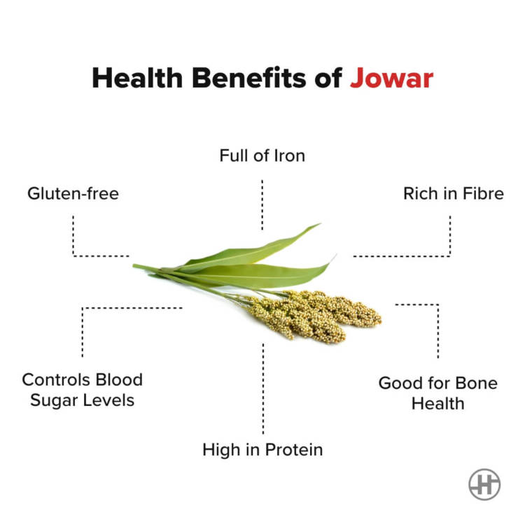 Jowar Sorghum Nauda Sveikatai Mityba Ir Receptai Shar Lt