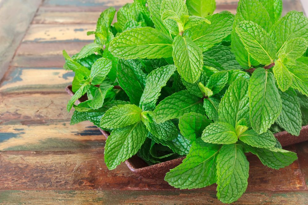 Mint: 11 Marvelous Health Benefits, Nutritional Facts, And Healthy