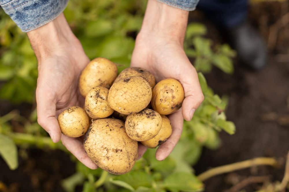 Types of Potatoes: Varieties, Cooking & More - Extra Helpings