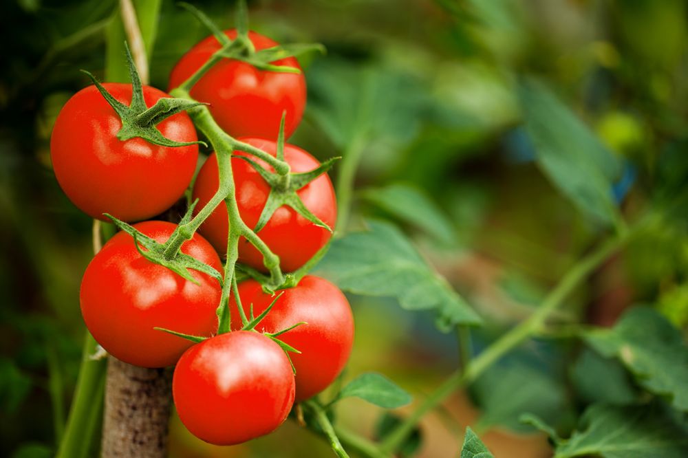 Benefits Of Tomatoes 