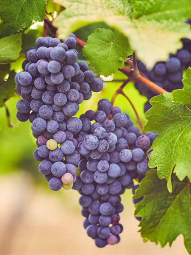 https://www.healthifyme.com/blog/web-stories/benefits-of-grapes/