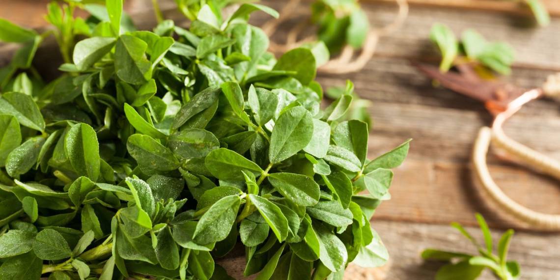 fenugreek-leaves-nutrition-benefits-and-side-effects-healthifyme