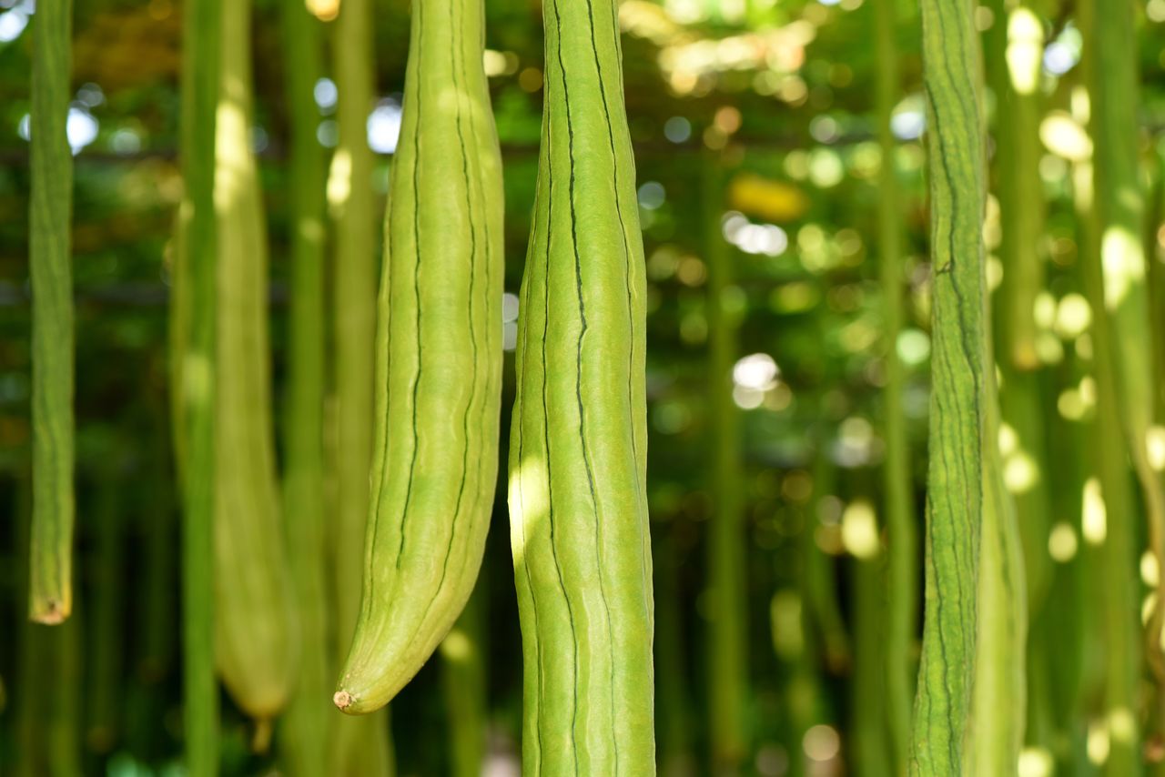 Snake Gourd Seeds Health Benefits Nutrition Uses And Side Effects 