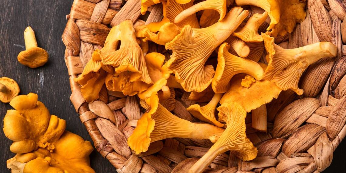 Chanterelle Mushroom The Wild and Edible Mushroom HealthifyMe