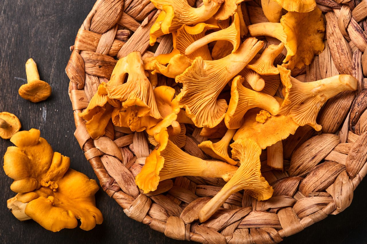 Chanterelle Mushroom The Wild And Edible Mushroom HealthifyMe