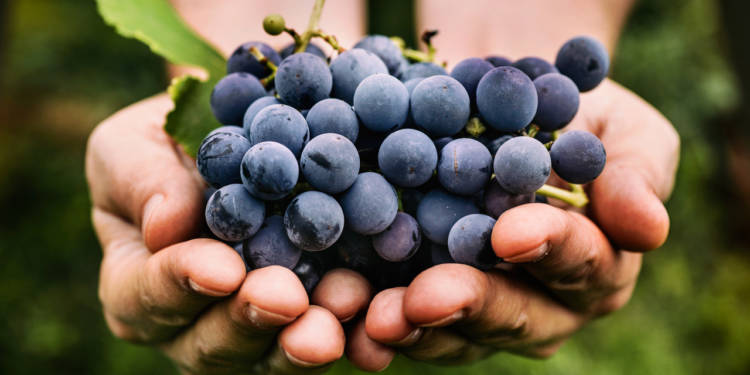 Black Grapes For Diabetes Healthy Or Risky Blog HealthifyMe   Shutterstock 329282489 1 750x375 