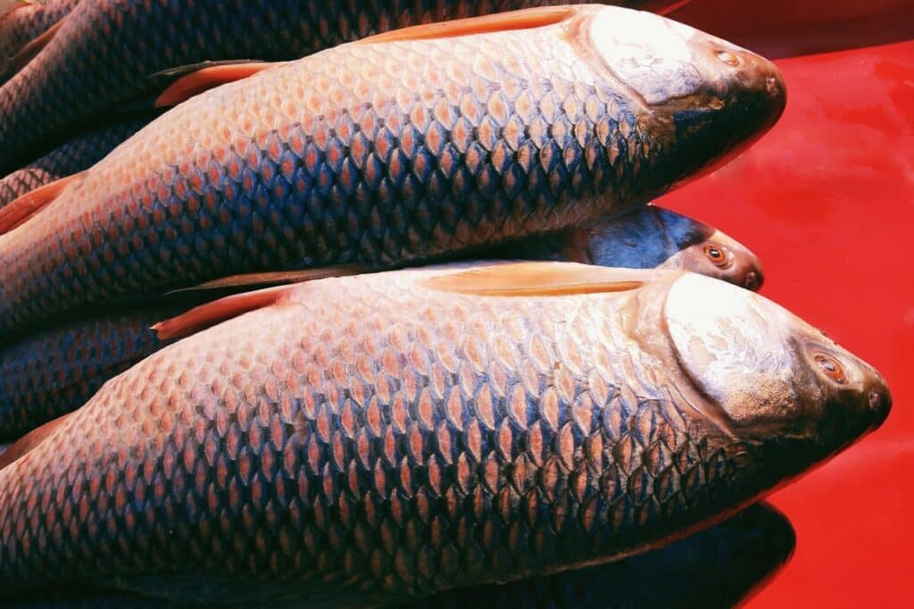 Rohu Fish Nutritional Profile, Health Benefits HealthifyMe